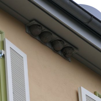 Foto zeigt vier Nistmöglichkeiten an einem Gebäude unter dem Dachvorsprung. 