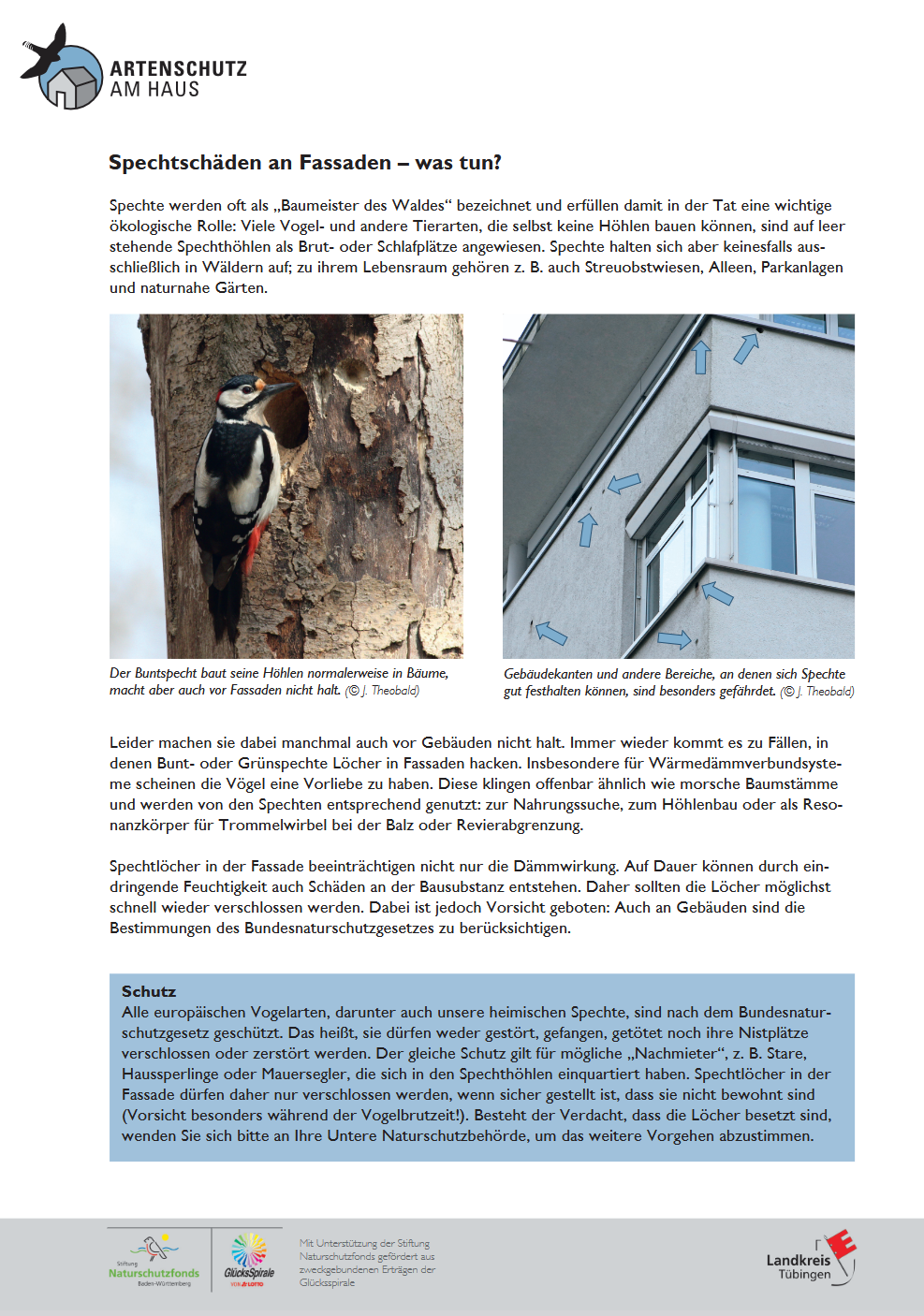 Screenshot des Infoblatts "Spechtschäden an Fassaden – was tun?"